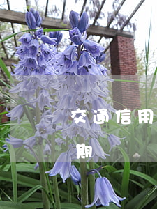 交通信用卡逾期狀態(tài)-信用卡逾期