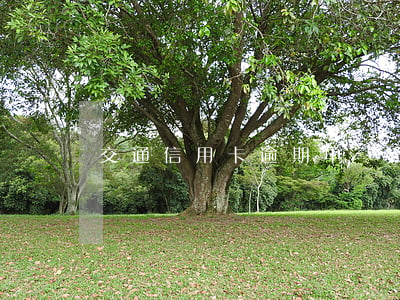 交通信用卡逾期申訴流程（交通信用卡逾期申訴）