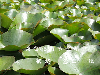 交通信用卡逾期申請嗎(交通信用卡逾期多久會被起訴怎么處理)
