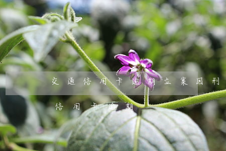 交通信用卡逾期立案 因刑拘導(dǎo)致信用卡逾期
