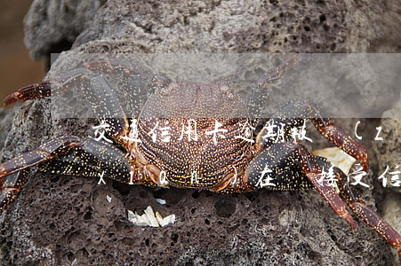 交通信用卡逾期被執(zhí)行(法院現(xiàn)在還接受信用卡逾期案件嗎)