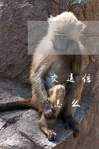 交通信用卡逾期被起訴人不去會(huì)怎么樣(欠信用卡逾期起訴會(huì)拘留嗎)