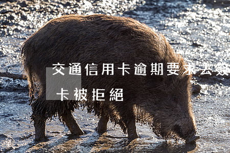 交通信用卡逾期要求去簽字(辦交通銀行信用卡被拒絕)