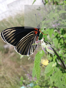 交通信用卡逾期证明(出车祸信用卡逾期)