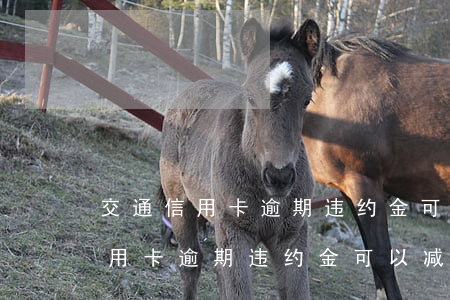 交通信用卡逾期违约金可以减免吗-交通信用卡逾期违约金可以减免吗多少钱