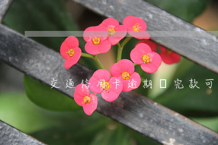 交通信用卡逾期還完款可以用嗎