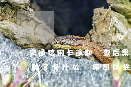 交通信用卡逾期還款后果(交通信用卡逾期還款了卡什么時候可以恢復(fù))