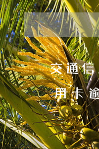 交通信用卡逾期還款怎么減免利息-交通信用卡逾期還款怎么減免利息呢