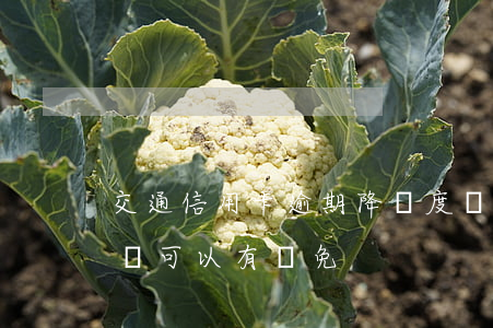 交通信用卡逾期降額度嗎 為什么信用卡逾期還可以有減免