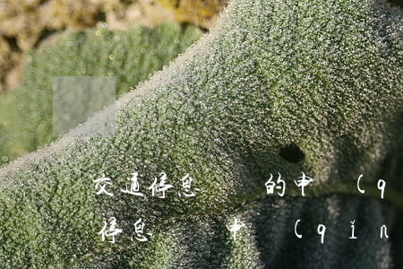 交通停息掛賬的申請(qǐng)流程(銀行停息掛賬申請(qǐng)流程)