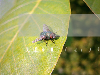 交通免費(fèi)律師法律援助