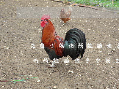 交通十级伤残能赔偿多少钱2021年(十级伤残能赔偿多少钱2020年交通事故)