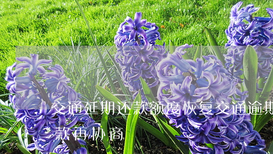 交通延期还款额度恢复（交通逾期让还最低还款再协商）