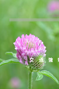 交通強制險(交通強制險是什么意思)