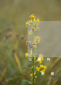 交通有沒有個性化分期 交行個性化分期可以減免逾期費和利息嗎