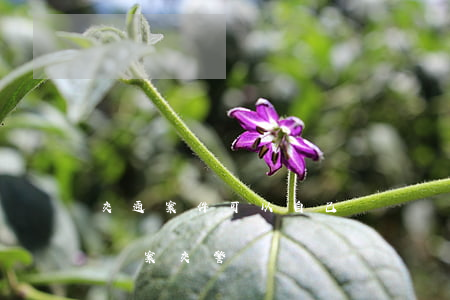交通案件可以自己訴訟嗎(什么情況可以起訴辦案交警)