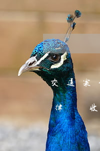 交通案件律師費(fèi)多少錢(交通案件律師收費(fèi)標(biāo)準(zhǔn))