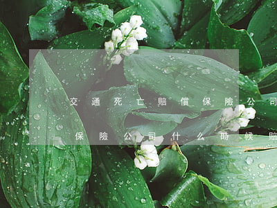 交通死亡賠償保險公司怎么賠(交通事故死亡保險公司什么時候賠付)
