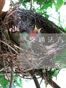 交通法汽車逾期處罰(汽車違章逾期處理罰款嗎)