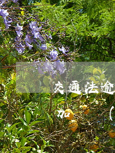交通法逾期未參加審驗(yàn)(逾期不參加審驗(yàn)機(jī)動車)