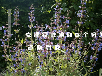 交通罚款逾期8个月怎么办上海-上海交警逾期罚款