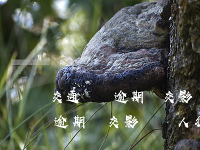 交通罰單逾期沒交影響個人征信-交通罰單逾期沒交影響個人征信嗎