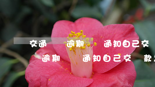 交通罰單逾期還沒通知自己交罰款-交通罰單逾期還沒通知自己交罰款怎么辦