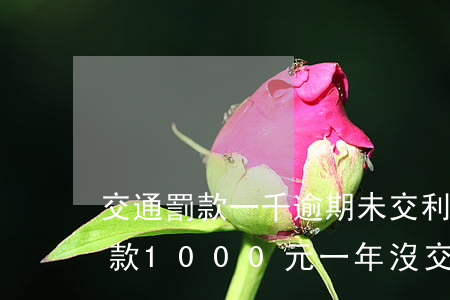 交通罰款一千逾期未交利息是多少-交通罰款1000元一年沒交現(xiàn)金