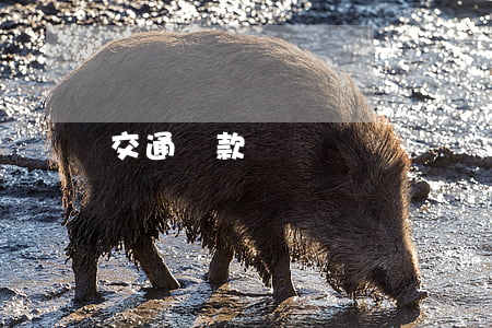 交通罰款單