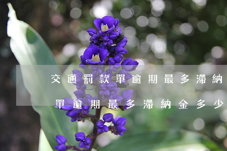 交通罰款單逾期最多滯納金多少-交通罰款單逾期最多滯納金多少錢(qián)