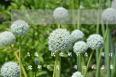 交通罰款逾期不交會有什么后果-交通罰款逾期不交會有什么后果嗎
