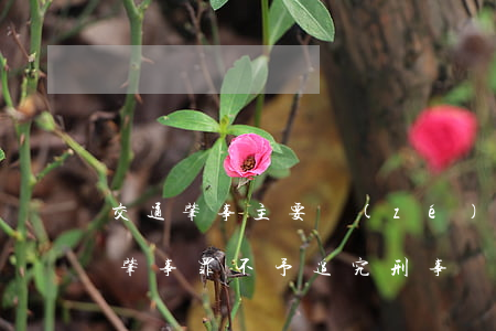 交通肇事主要責(zé)任不起訴案例(交通肇事罪不予追究刑事責(zé)任案例)
