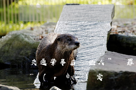 交通肇事后讓他人“頂罪”的責(zé)任認(rèn)定