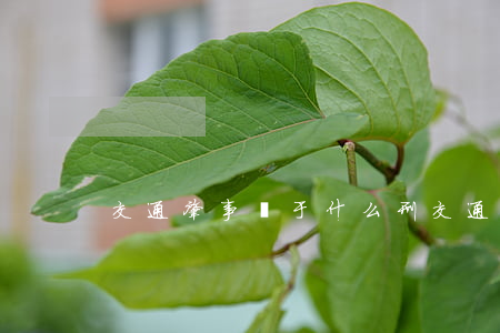 交通肇事屬于什么刑(交通肇事屬于刑事嗎)