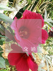 交通肇事未結案后果