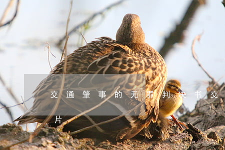 交通肇事的无罪判决书(交通肇事罪判决书图片)