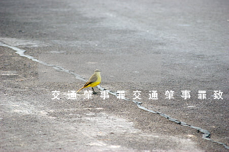 交通肇事罪(交通肇事罪致人死亡)