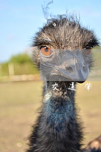 交通肇事罪可以免刑嗎