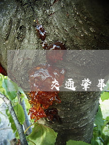 交通肇事罪在哪里拘留