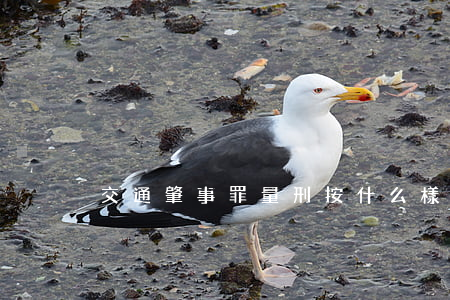 交通肇事罪量刑按什么樣標準