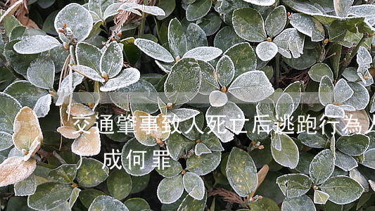 交通肇事致人死亡后逃跑行為人構(gòu)成何罪