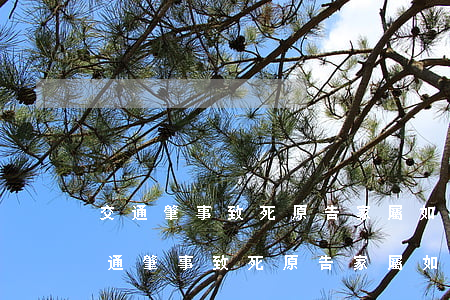 交通肇事致死原告家屬如何發(fā)言(交通肇事致死原告家屬如何發(fā)言)