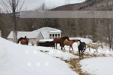 交通肇事解釋書(交通肇事罪司法解釋的理解與適用)
