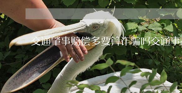 交通肇事赔偿多要算诈骗吗(交通事故诈骗)
