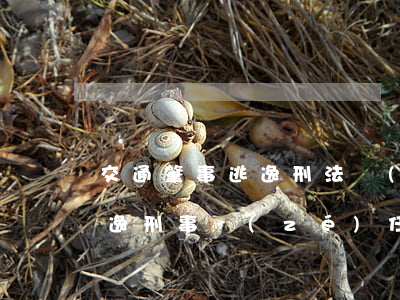 交通肇事逃逸刑法責(zé)任(交通肇事逃逸刑事責(zé)任認定)