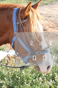 交通肇事逃逸商業(yè)險(xiǎn)賠償判決書(交通事故逃逸商業(yè)三者險(xiǎn)賠付案例)