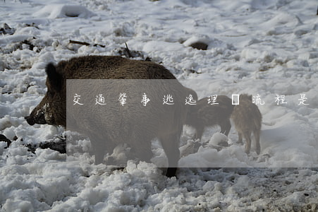 交通肇事逃逸理賠流程是怎樣的
