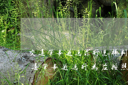 交通肇事逃逸罪行怎样判刑（明确规定某些交通肇事逃逸行为应按照故意杀人罪、故意伤害罪或以其他方法危害公