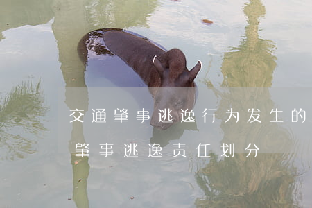 交通肇事逃逸行为发生的地点如何认定(交通肇事逃逸责任划分)