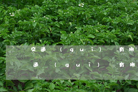交通規(guī)則有哪些(小學生知道的交通規(guī)則有哪些)